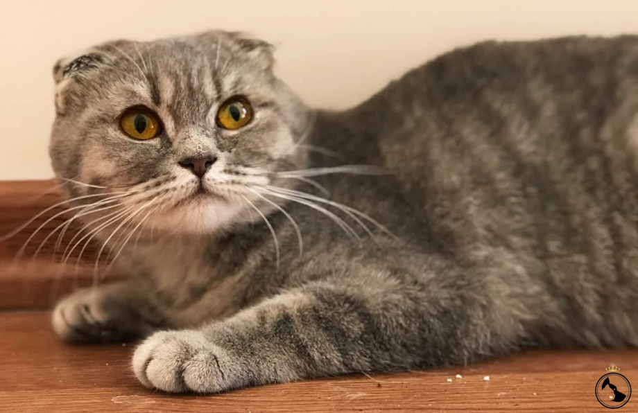 Шотландская вислоухая кошка Соня