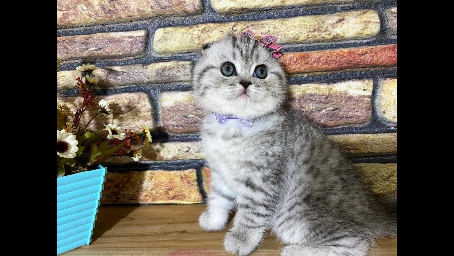 Скотишфолд Браун табби