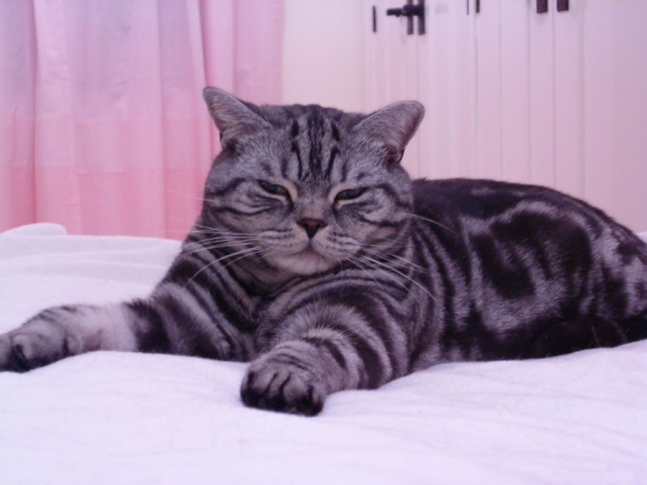 Британский кот табби
