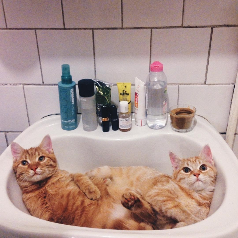 Кошка в ванной