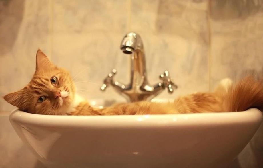 Кот купается