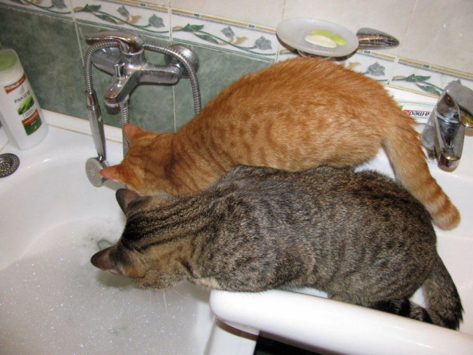 Котик в ванной