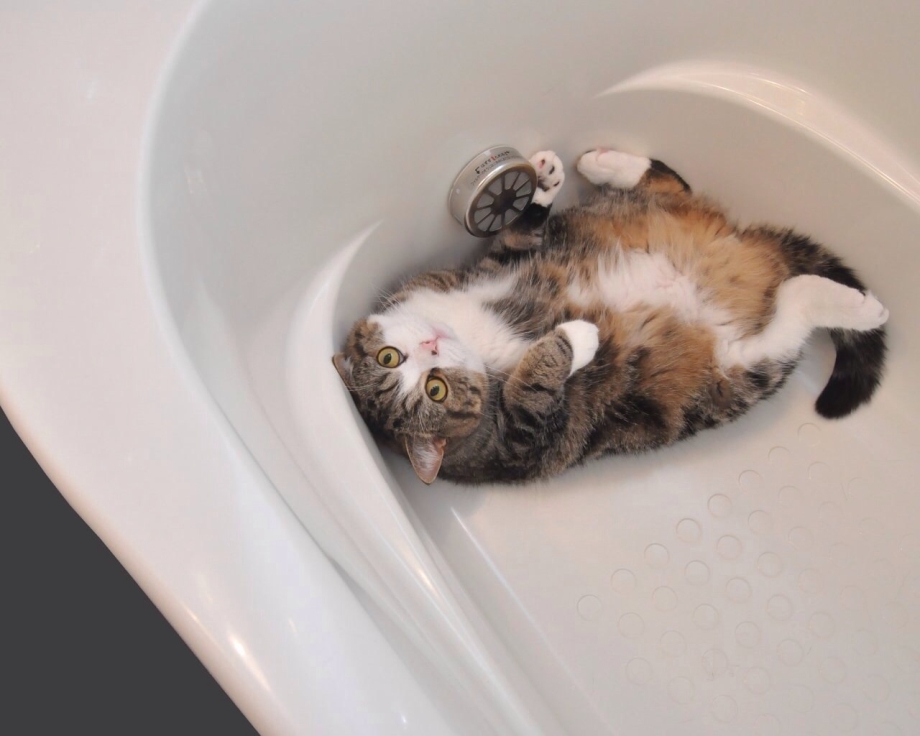 Котенок моется