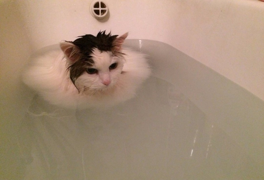 Котик в душе