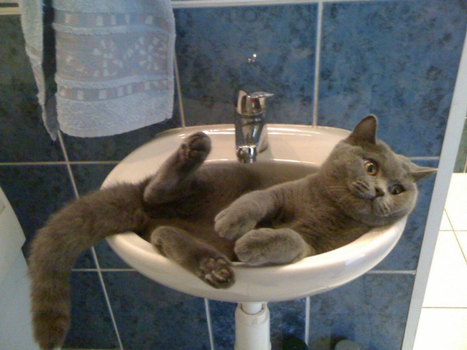 Британский кот в ванной