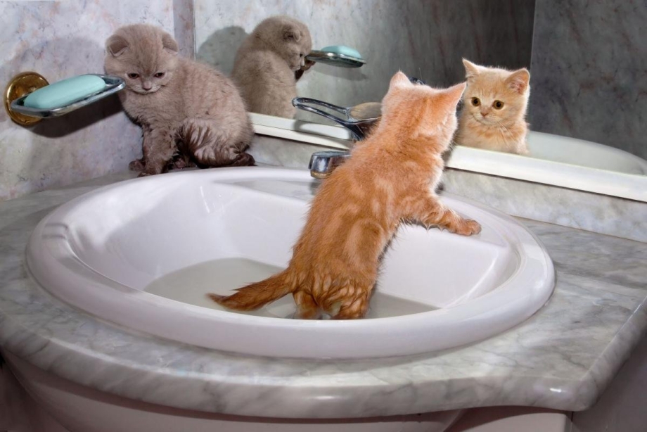 Котенок в ванной