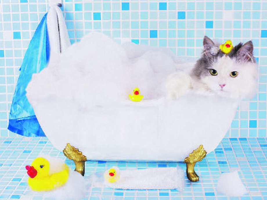Котик в ванной в шапочке