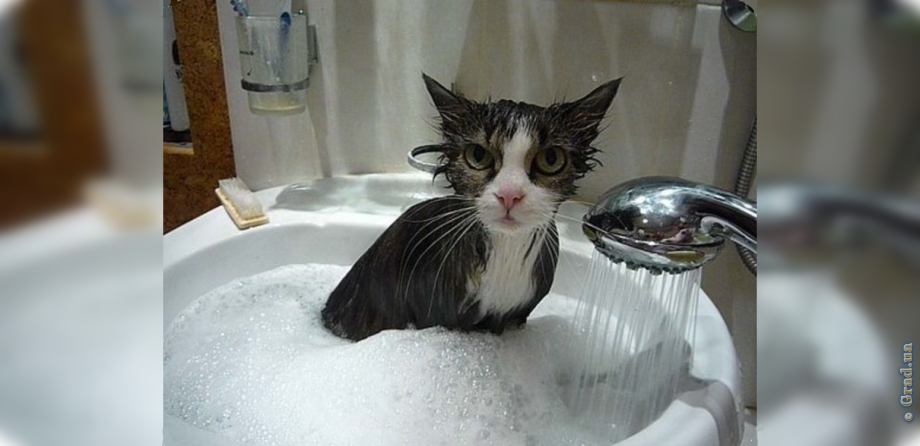 Котик в душе