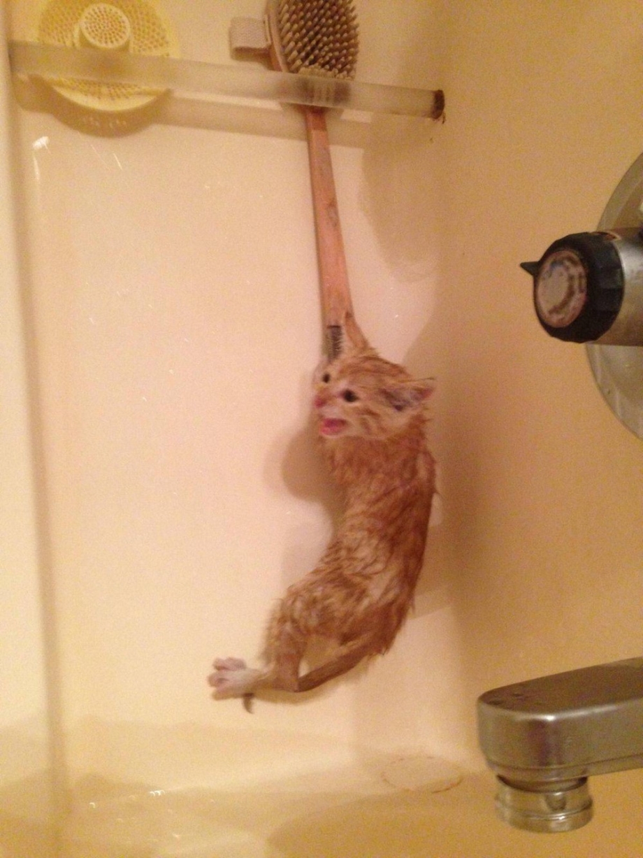 Котик в душе