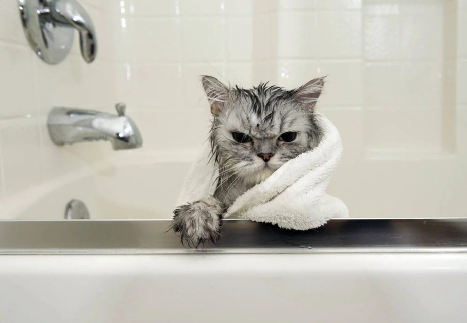 Мокрый котенок