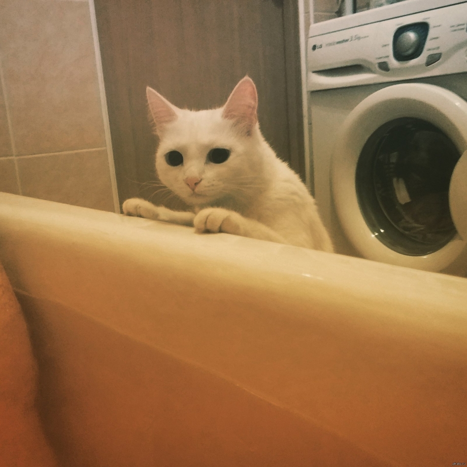 Кот из ванной