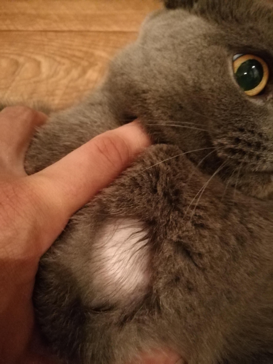 Облысение у британского кота