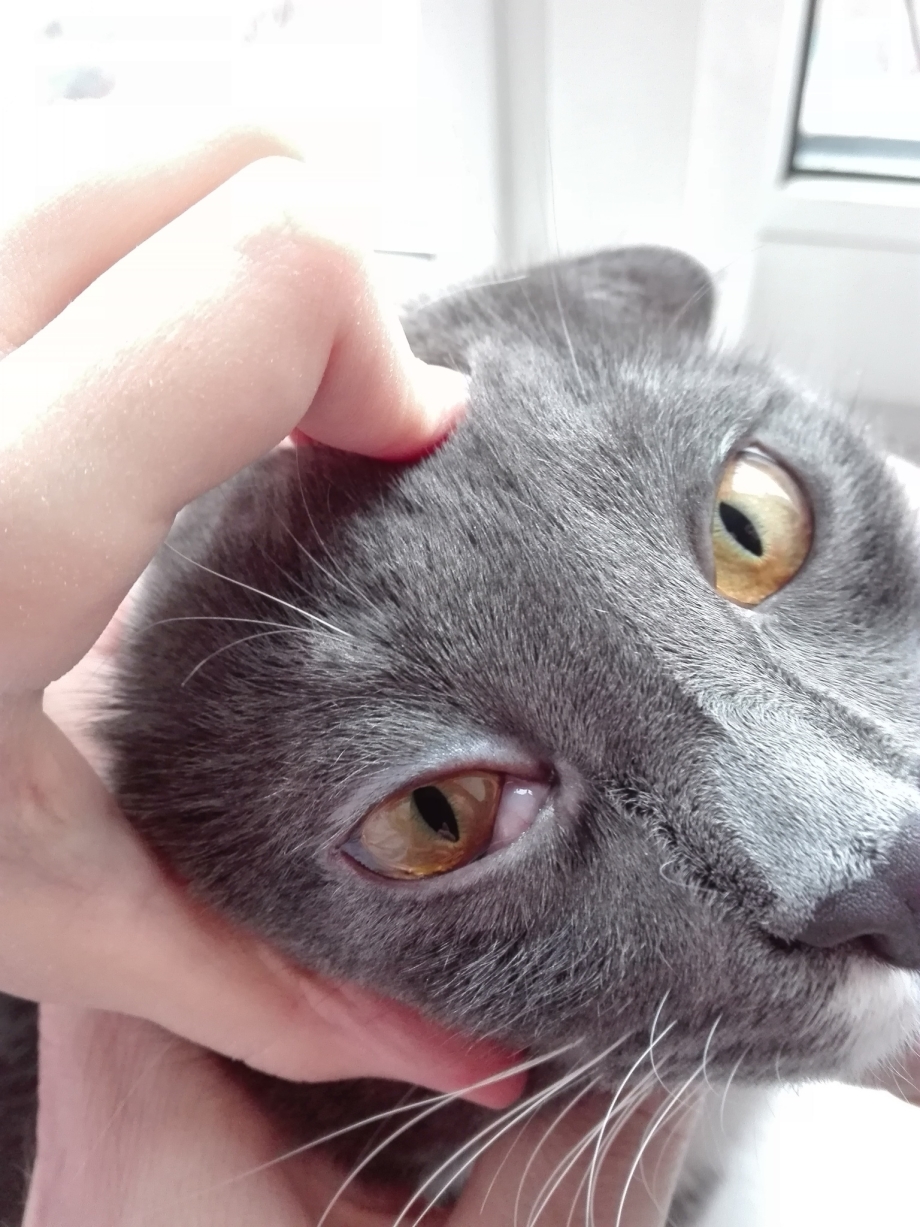 У кошки на лапке залысина