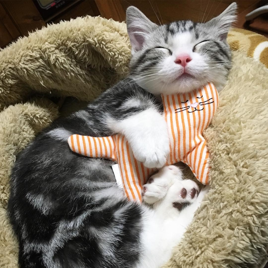 Котенок. Спокойной ночи!