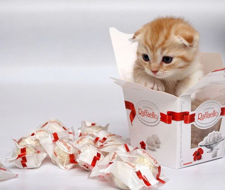 Сладкий котенок