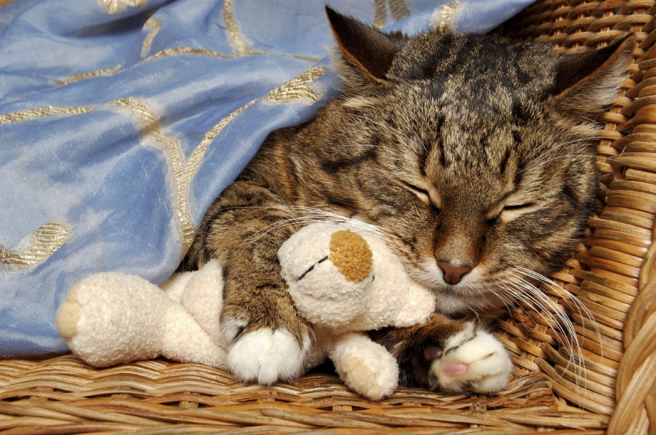 Сладкая кошка