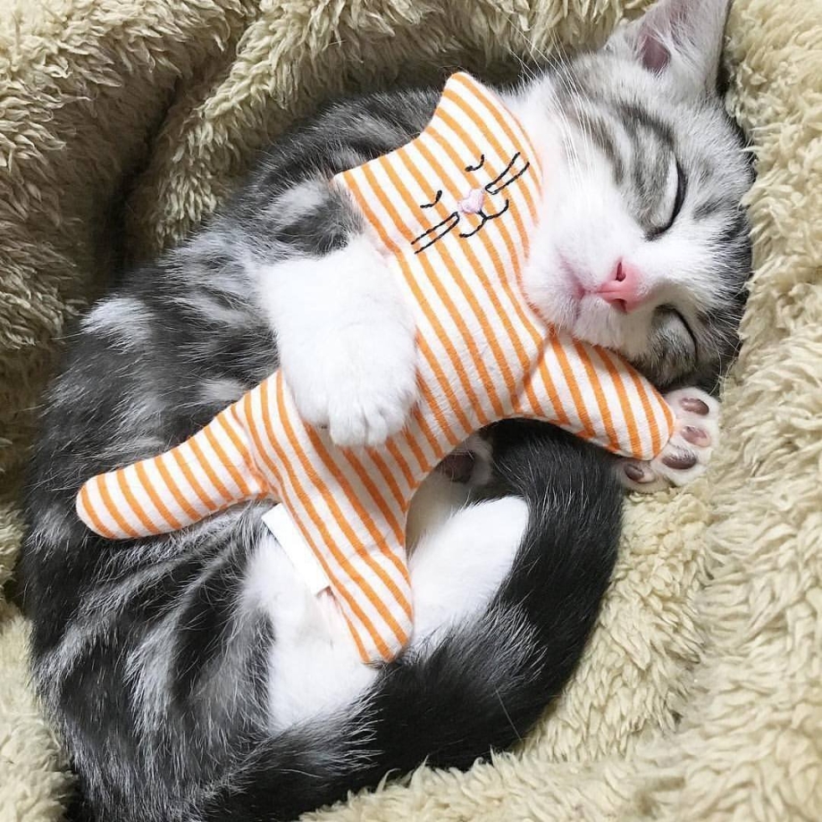 Спящий котик