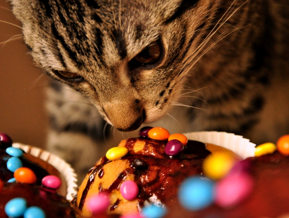 Коты и конфеты