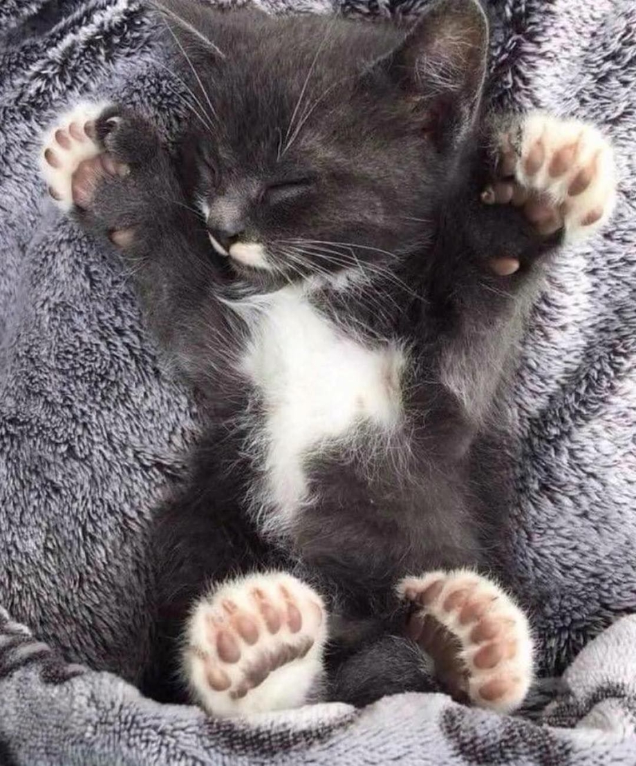 Котенок. Спокойной ночи!