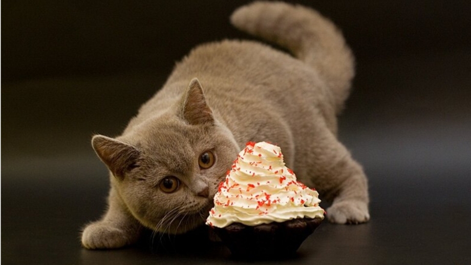 Тортик с котятами