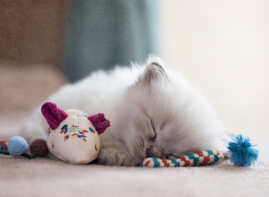 Котенок спит