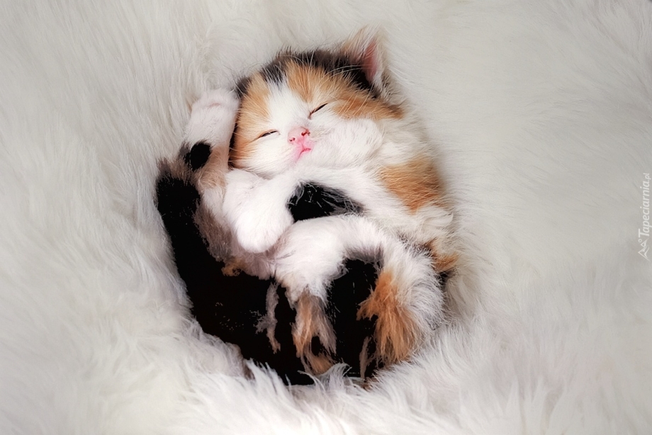 Спящие котята
