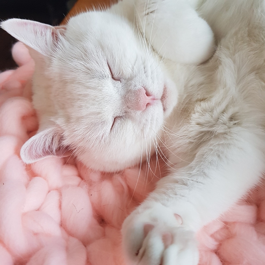 Милые спящие котята