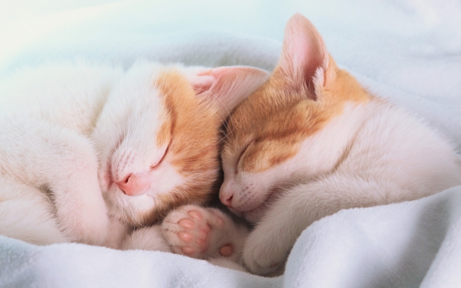 Котенок спит