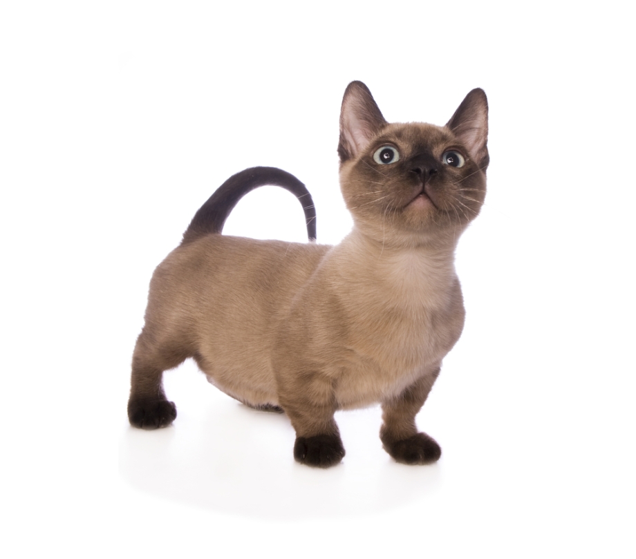 Манчкин кошка