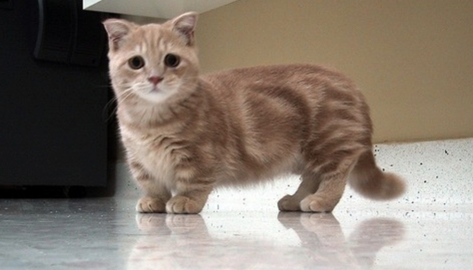 Скоттиш фолд Манчкин