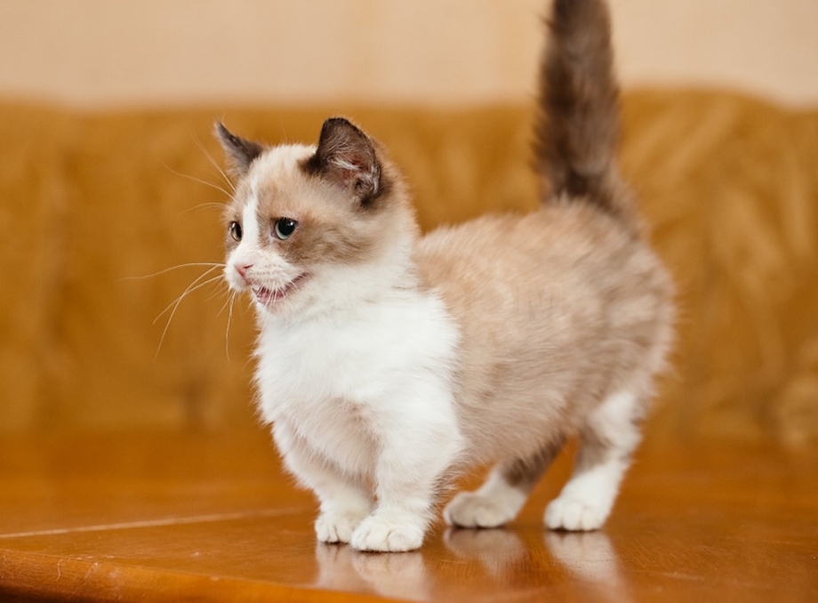 Манчкин кот