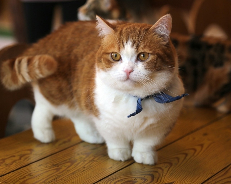 Манчкин кошка
