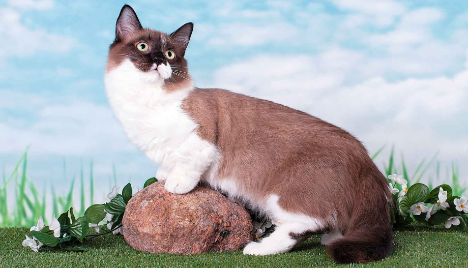 Коты породы Манчкин