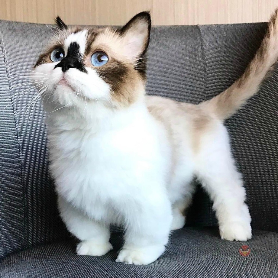 Кошка такса Манчкин