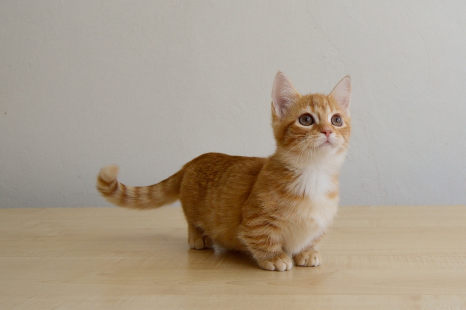 Манчкин кошка короткошерстная