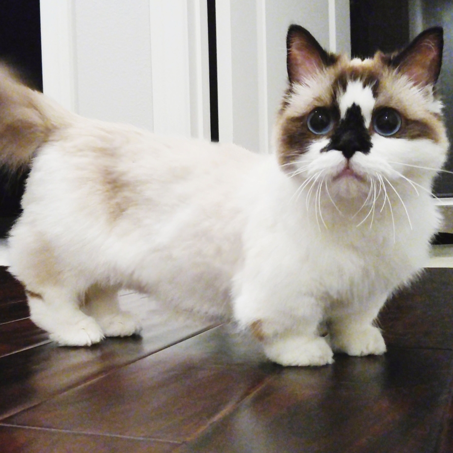 Манчкин кот