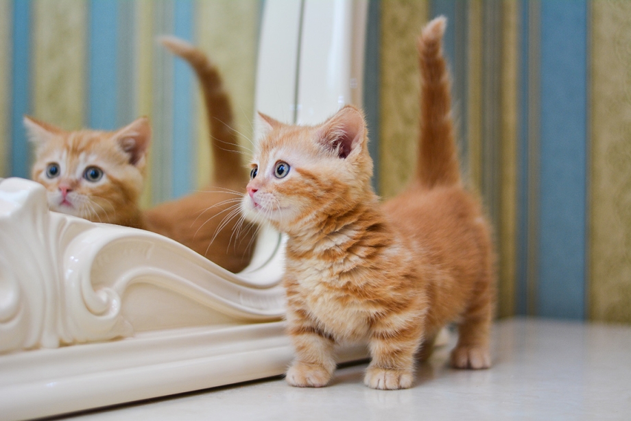 Манчкин рыжий котенок