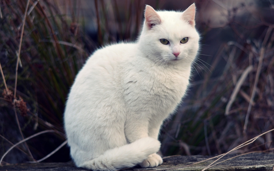 Белый котик