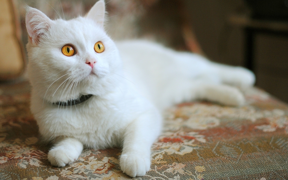 Кот британец альбинос
