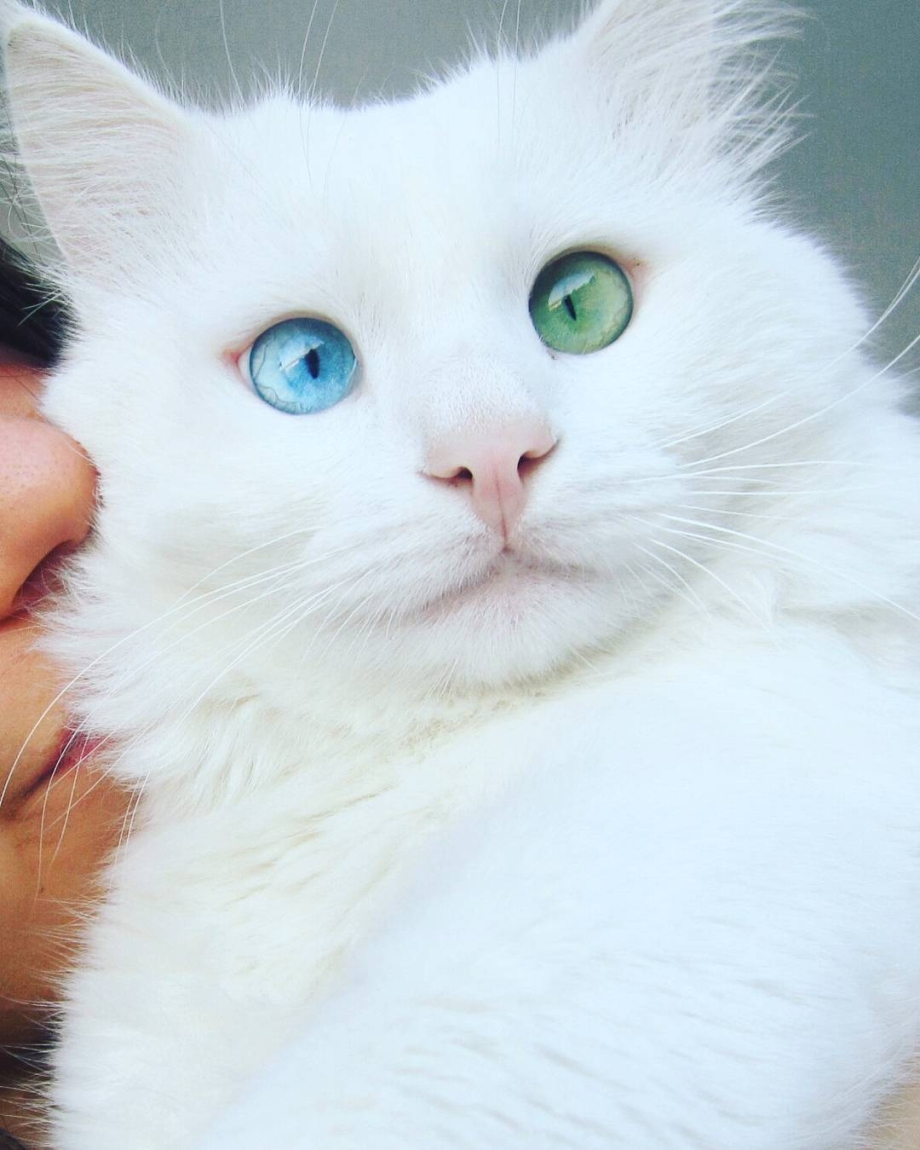 Кот гетерохромия