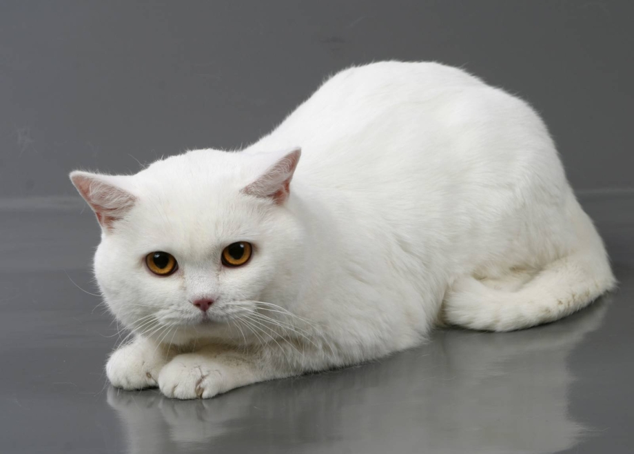 Британский прямоухий кот белый