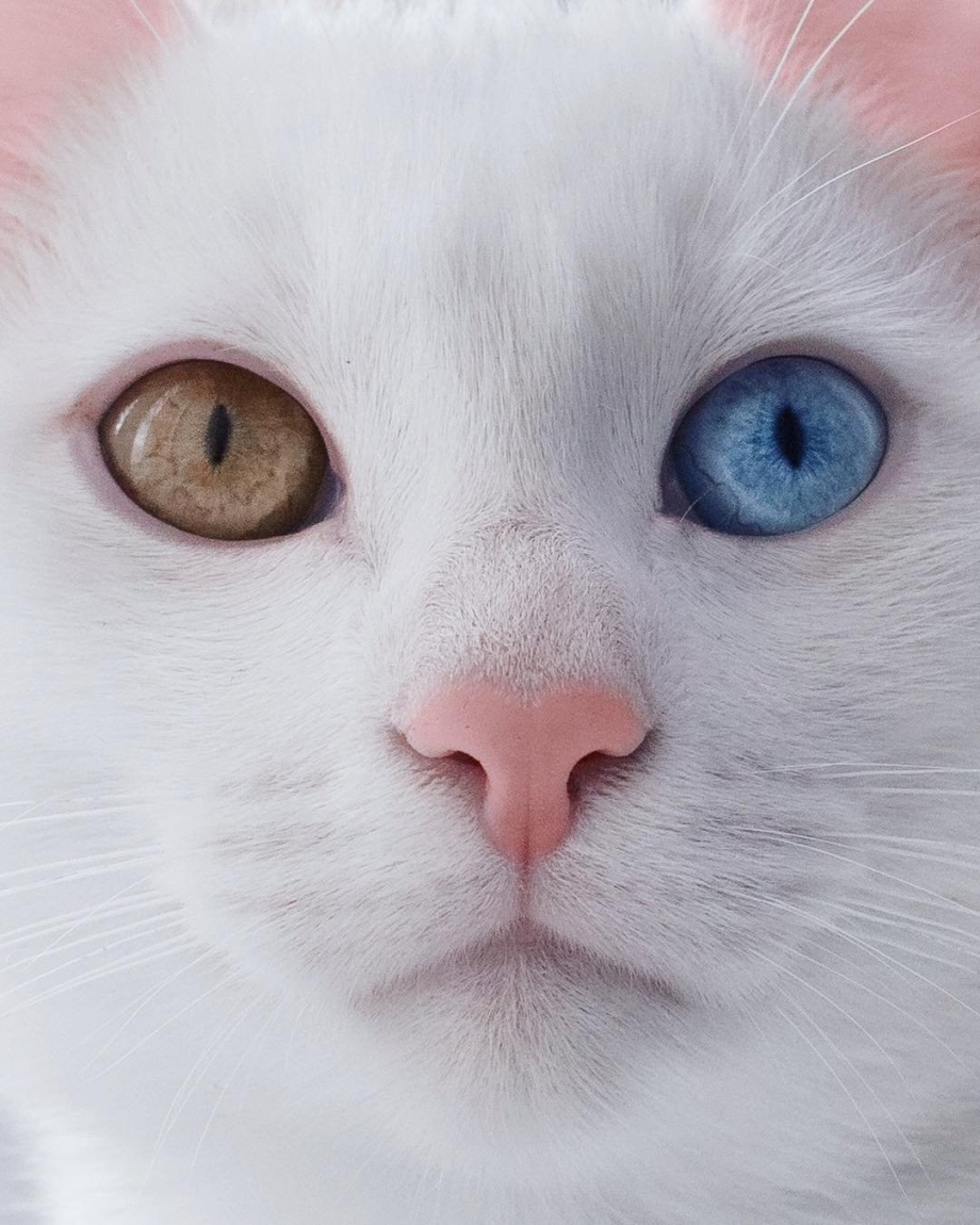 Кот гетерохромия