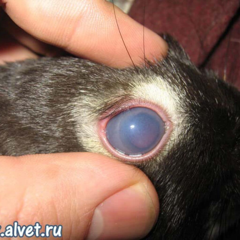 Котенок глазки