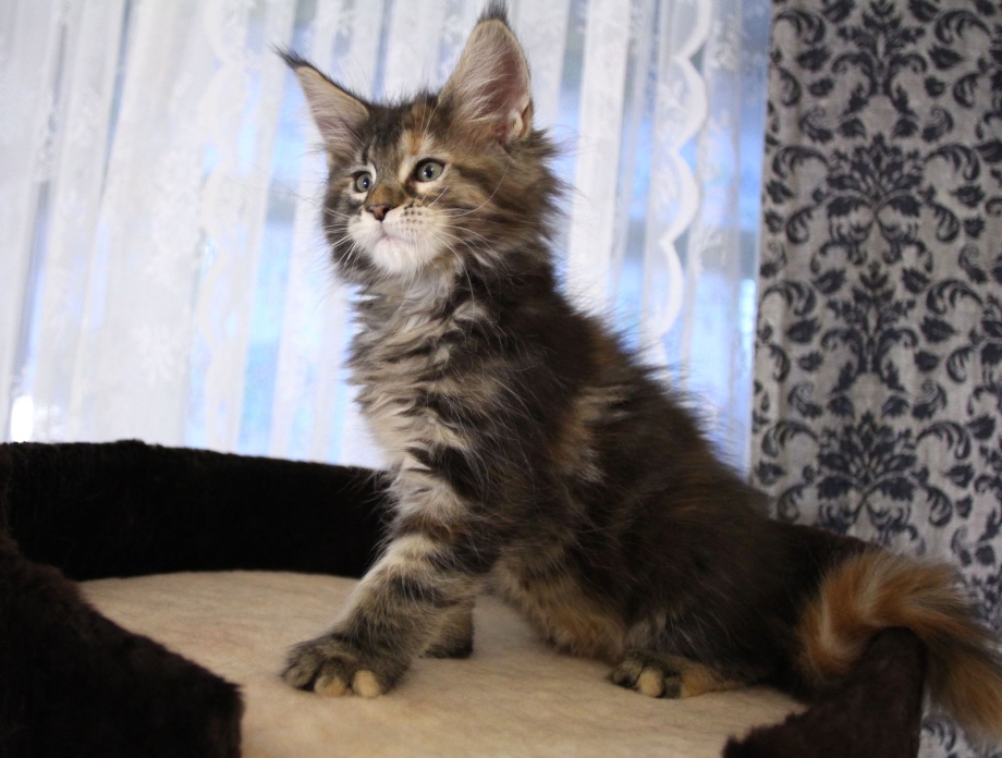 Микунь котенок