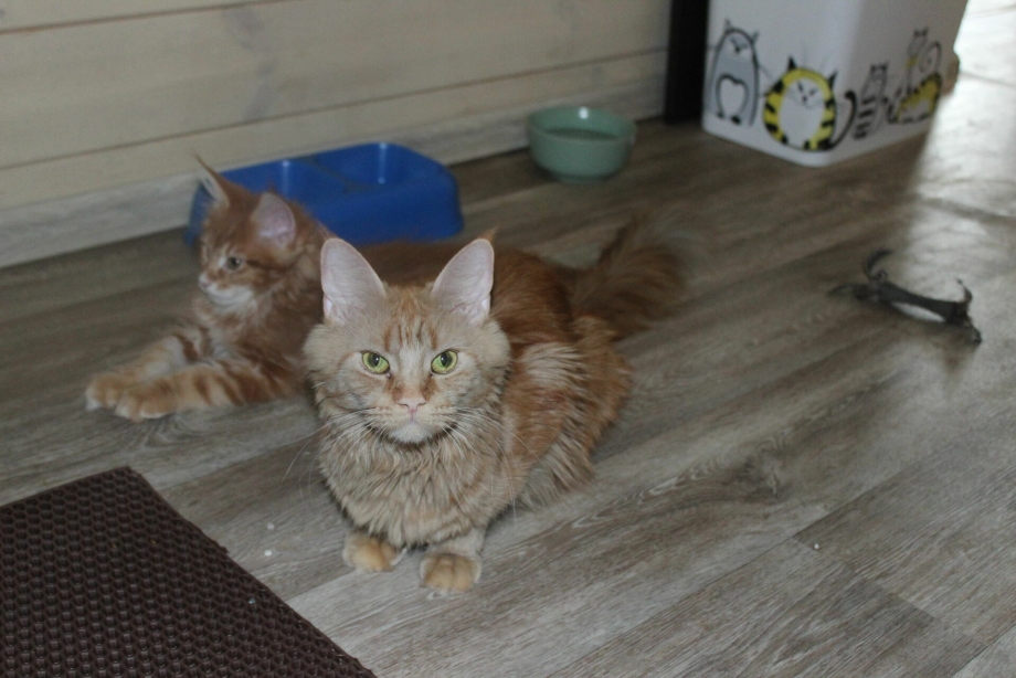Котёнок 3 месяца Мейн кун сервй