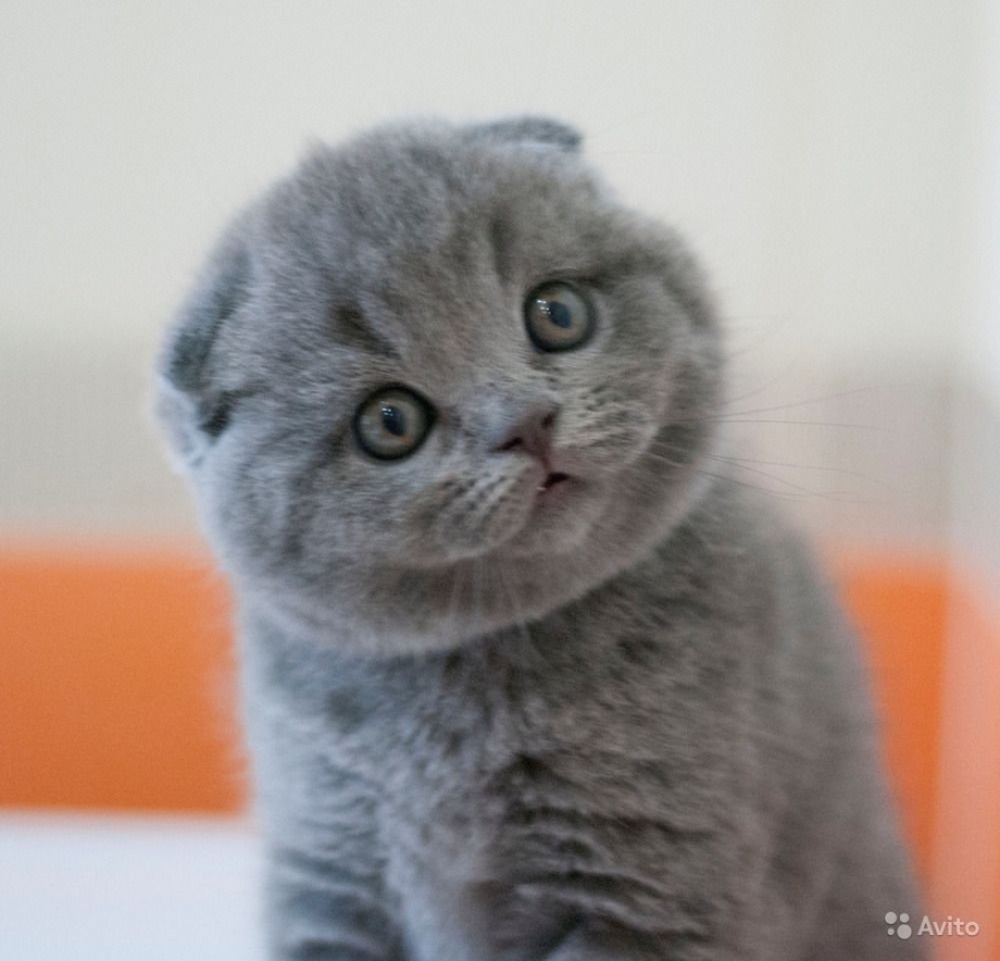 Шотландские вислоухие котята