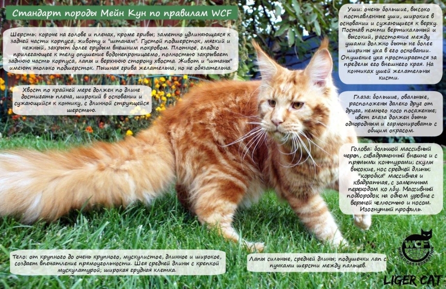 Стандарты кошек породы Мейн кун