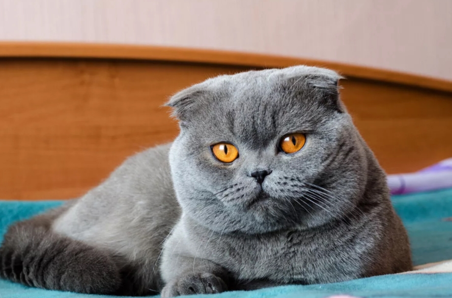 Британский вислоухий кот