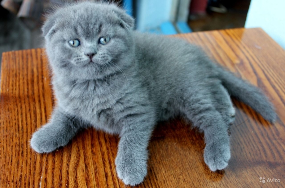 Британский вислоухий кот