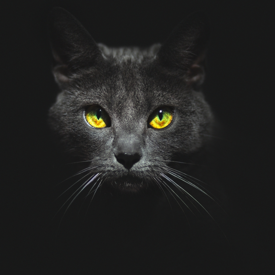 Морда черного кота